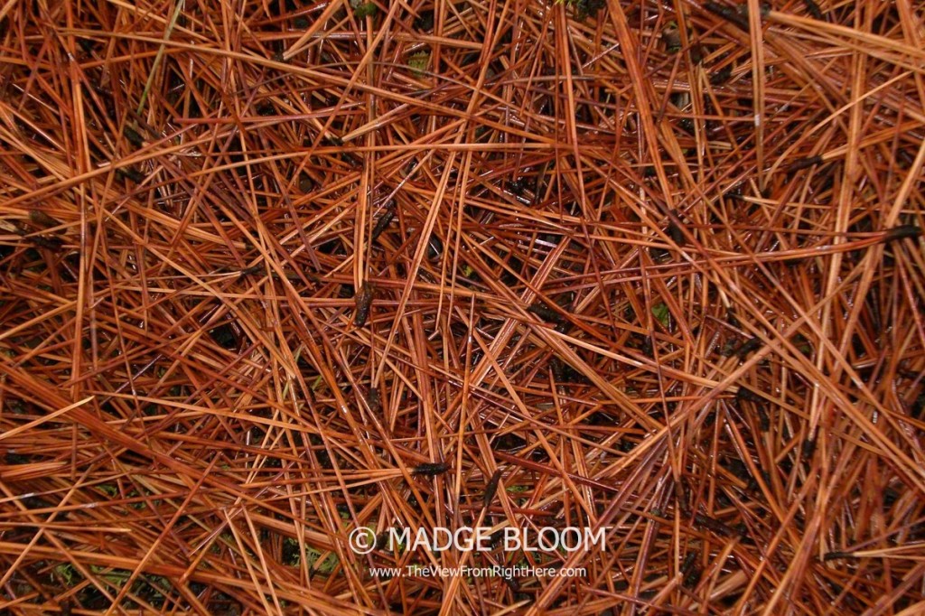 Pine Needles - Close Up