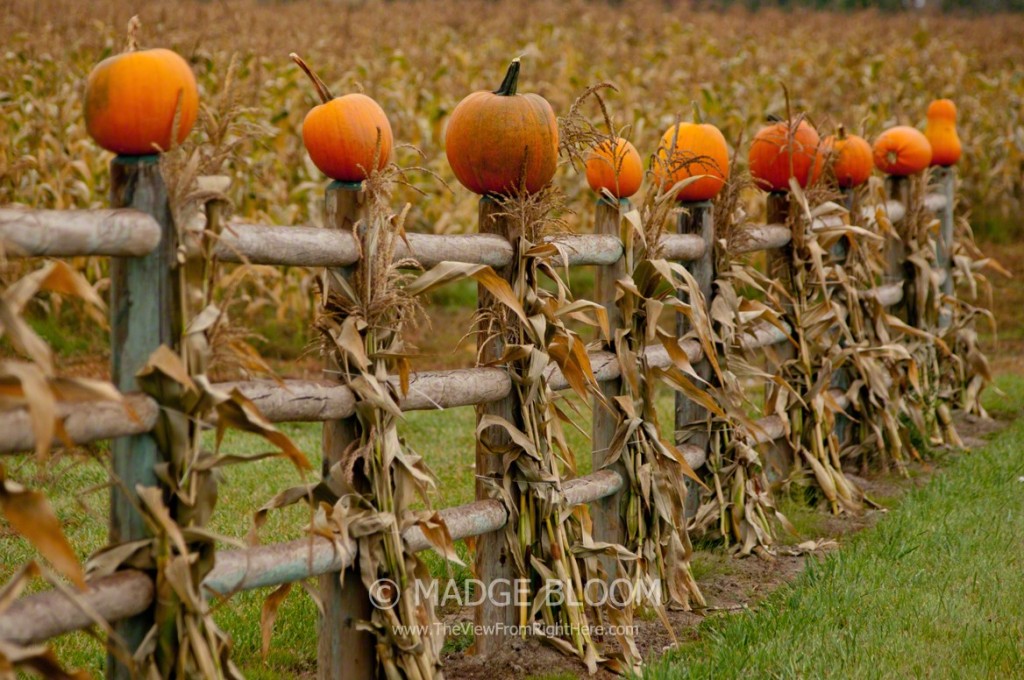 Pumpkins on a Fence - Snoqualmie Valley WA
