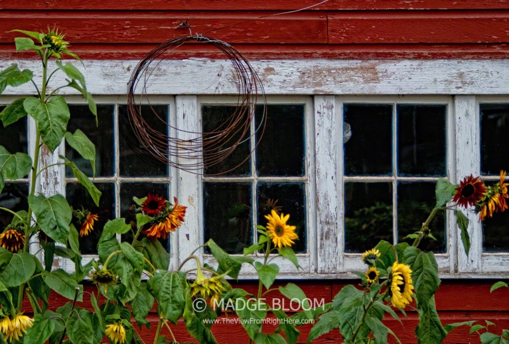 Sunflowers and Barn Windows