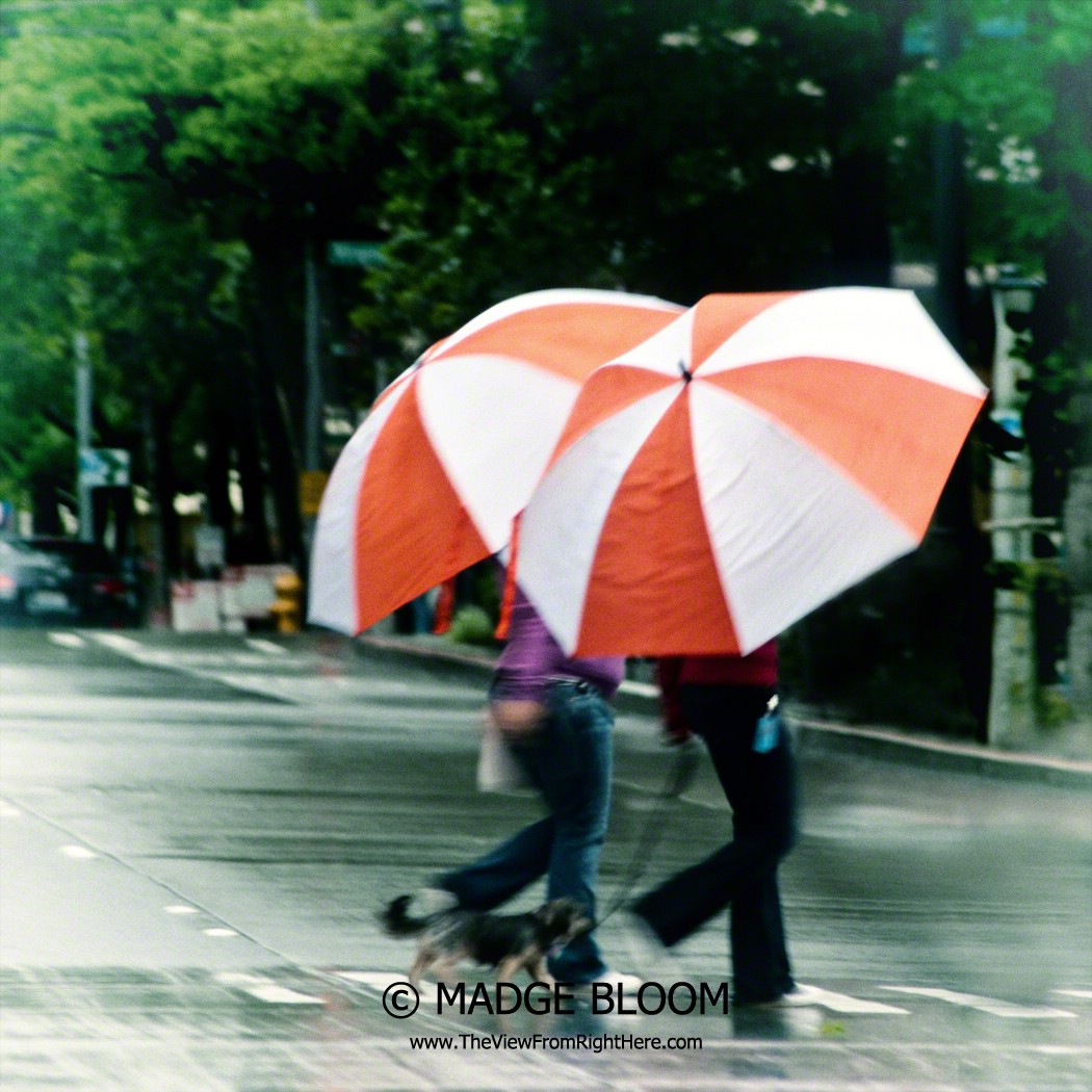 Walking in the Rain – Weekly Top Shot #76