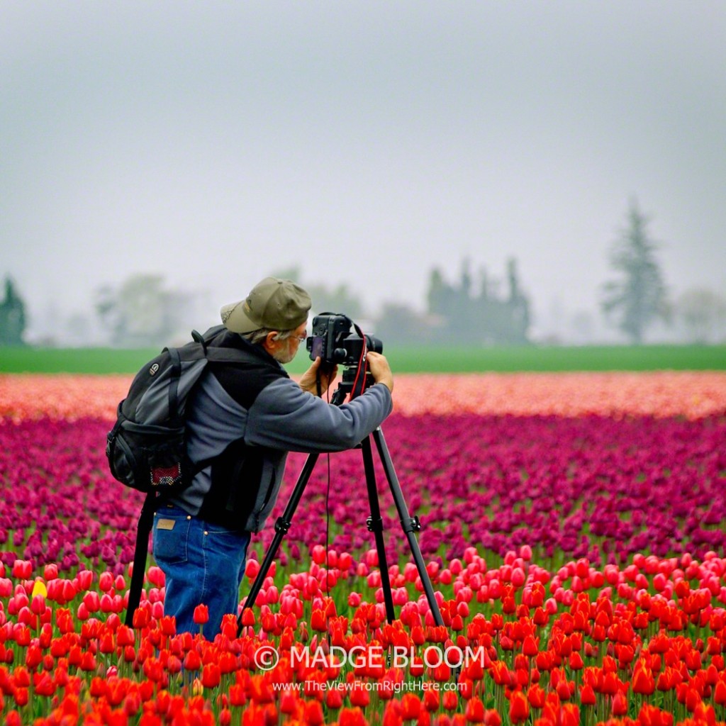 Photographing Tulips on Best Road - - Skagit Valley Tulip Festival - Skagit Valley WA