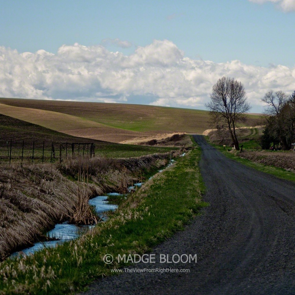 Rural Road in the Palouse - Whitman County WA