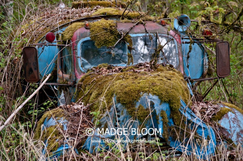 Old Rusty Tank Truck In The Weeds - Near Carnation WA