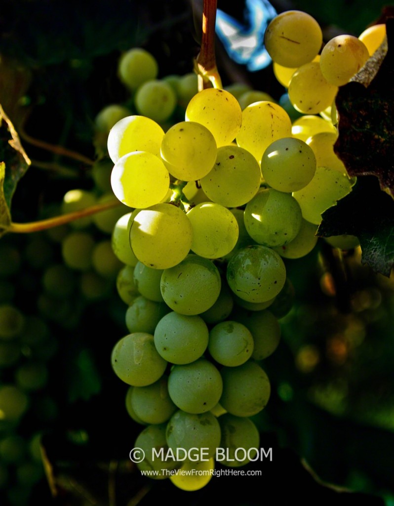 Green Grapes for White Wine - Horse Heaven Hills WA