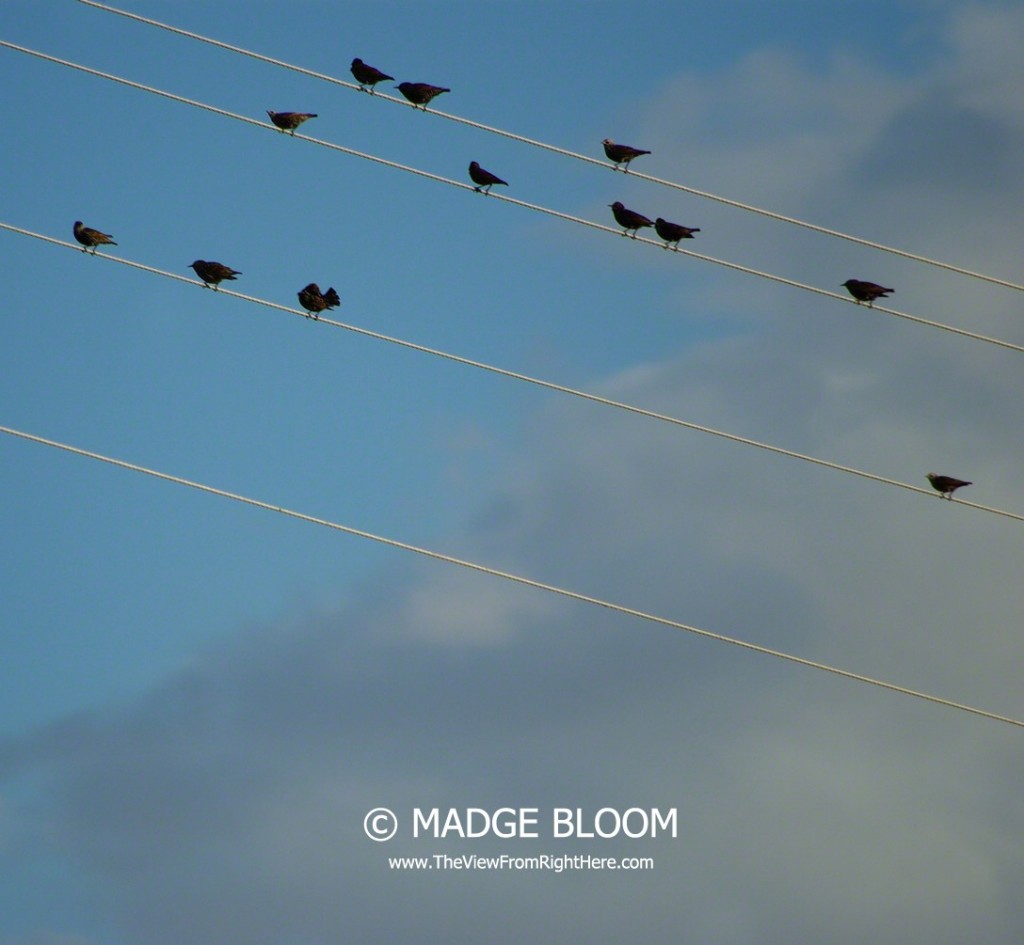 Birds on Powerline Wires