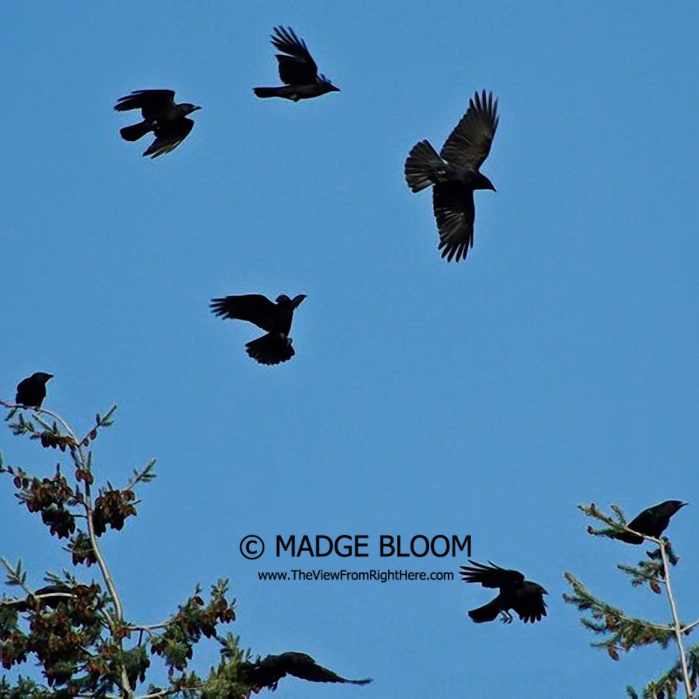 Crows at Play