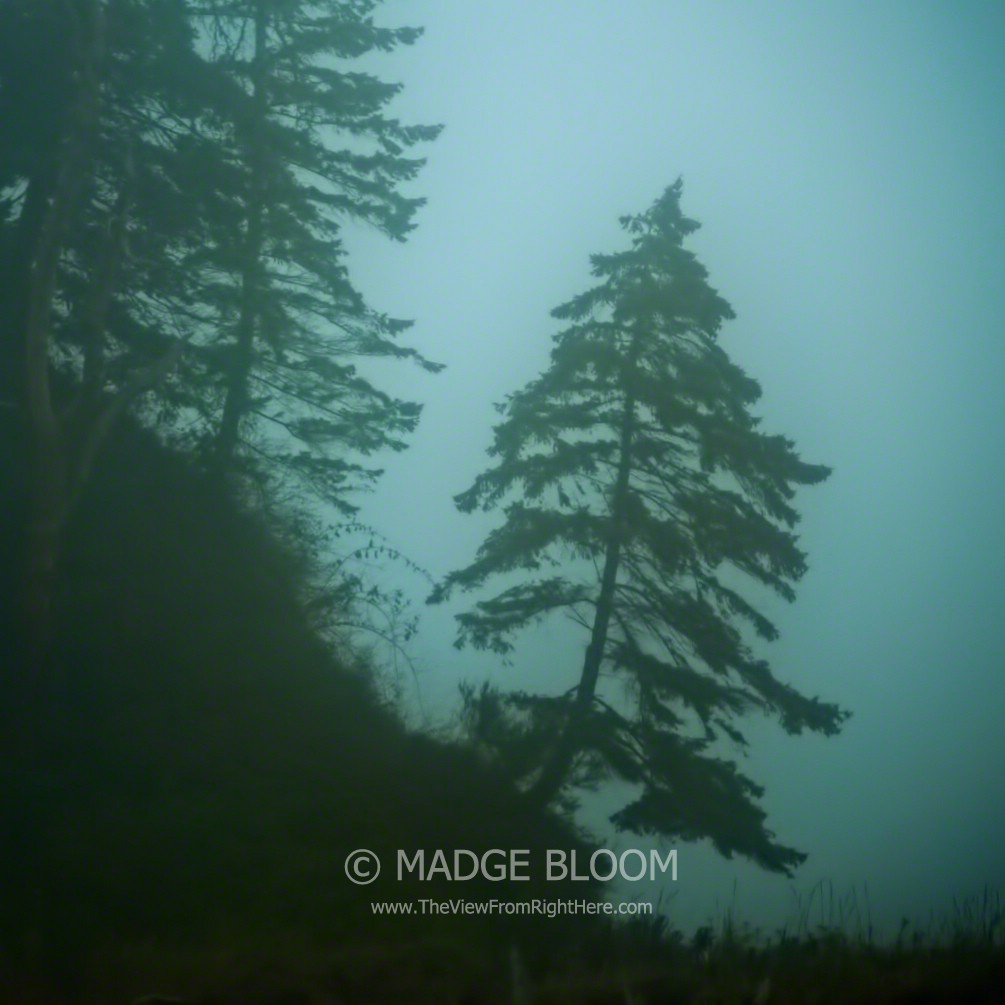 Foggy – Weekly Top Shot #119
