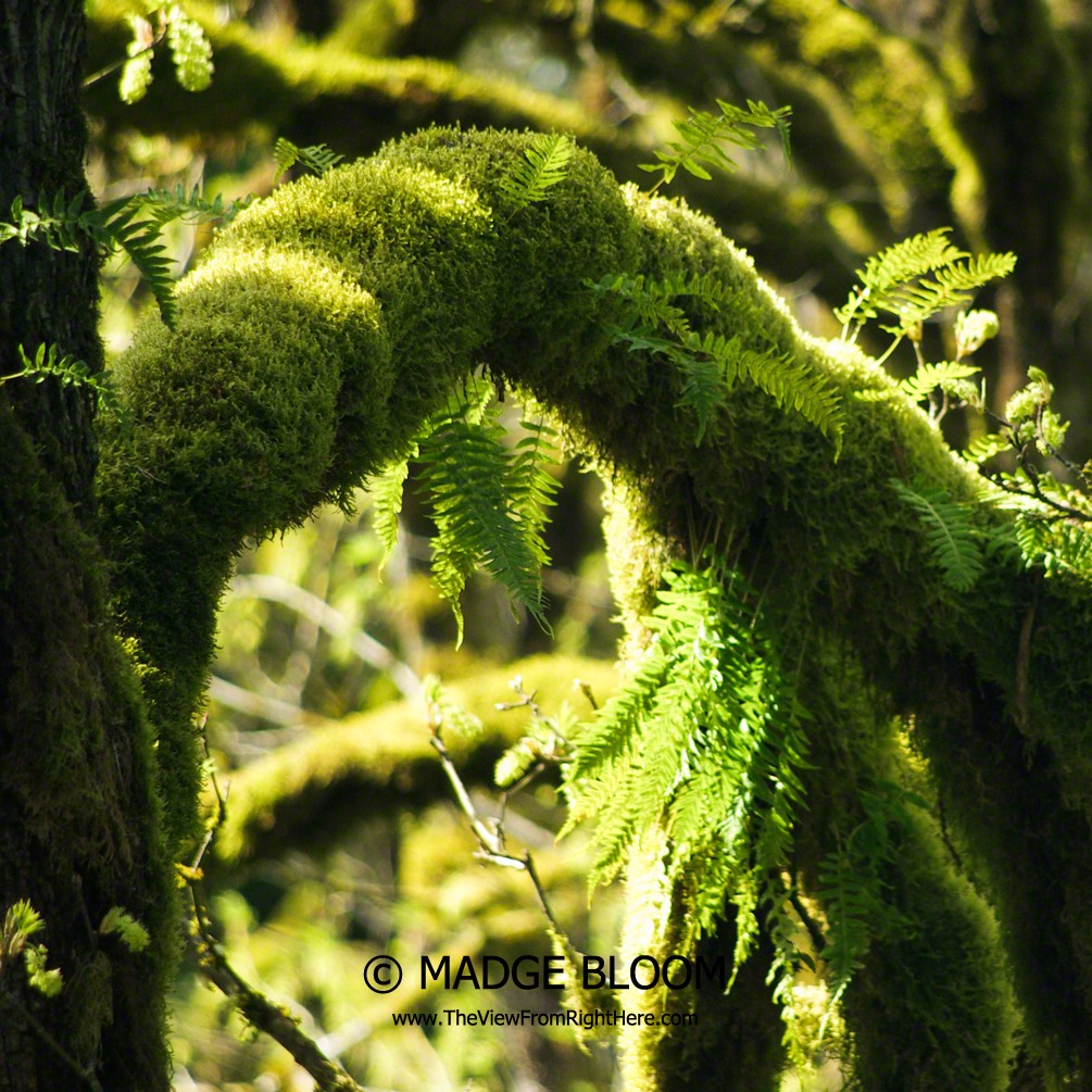 Mossy – Weekly Top Shot #134