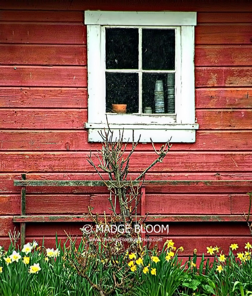 Daffodils Beneath a Barn Window on Calhoun Road - Skagit County WA