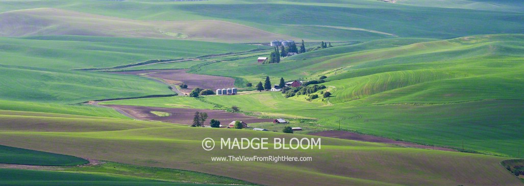 Spring Wheat Fields – Rurality Blog Hop #74