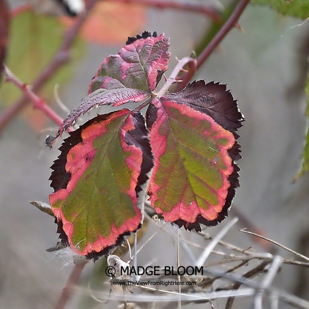 Himalaya Blackberry Leaves - Fall Colors